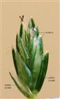  Spikelet